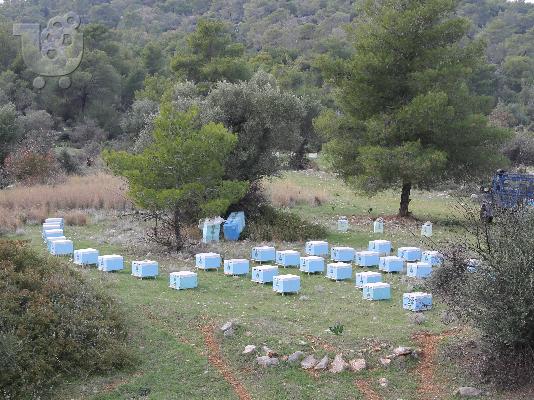 Απο μελισσοκομο πωλειται αγνο μελι του δασους